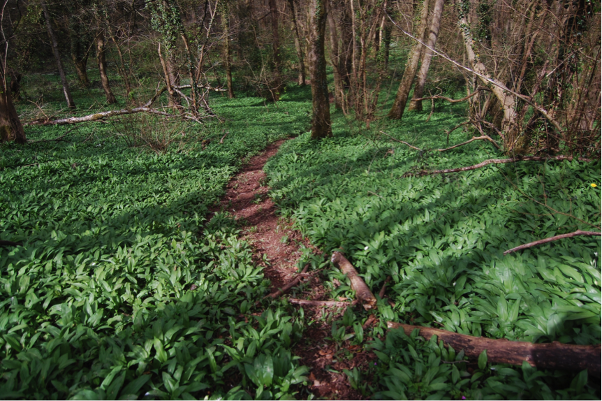 Plymouth Great Wood, Cardiff, April 2016